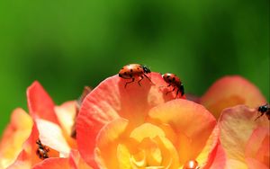 Preview wallpaper ladybird, flower, petals, climbing