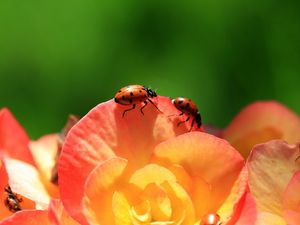 Preview wallpaper ladybird, flower, petals, climbing