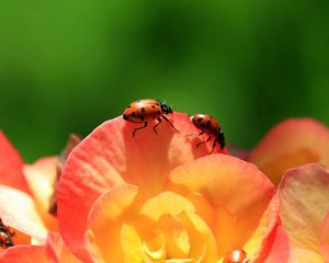 Preview wallpaper ladybird, flower, petals, climbing