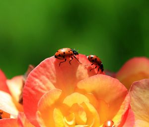 Preview wallpaper ladybird, flower, petals, climbing