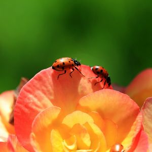 Preview wallpaper ladybird, flower, petals, climbing