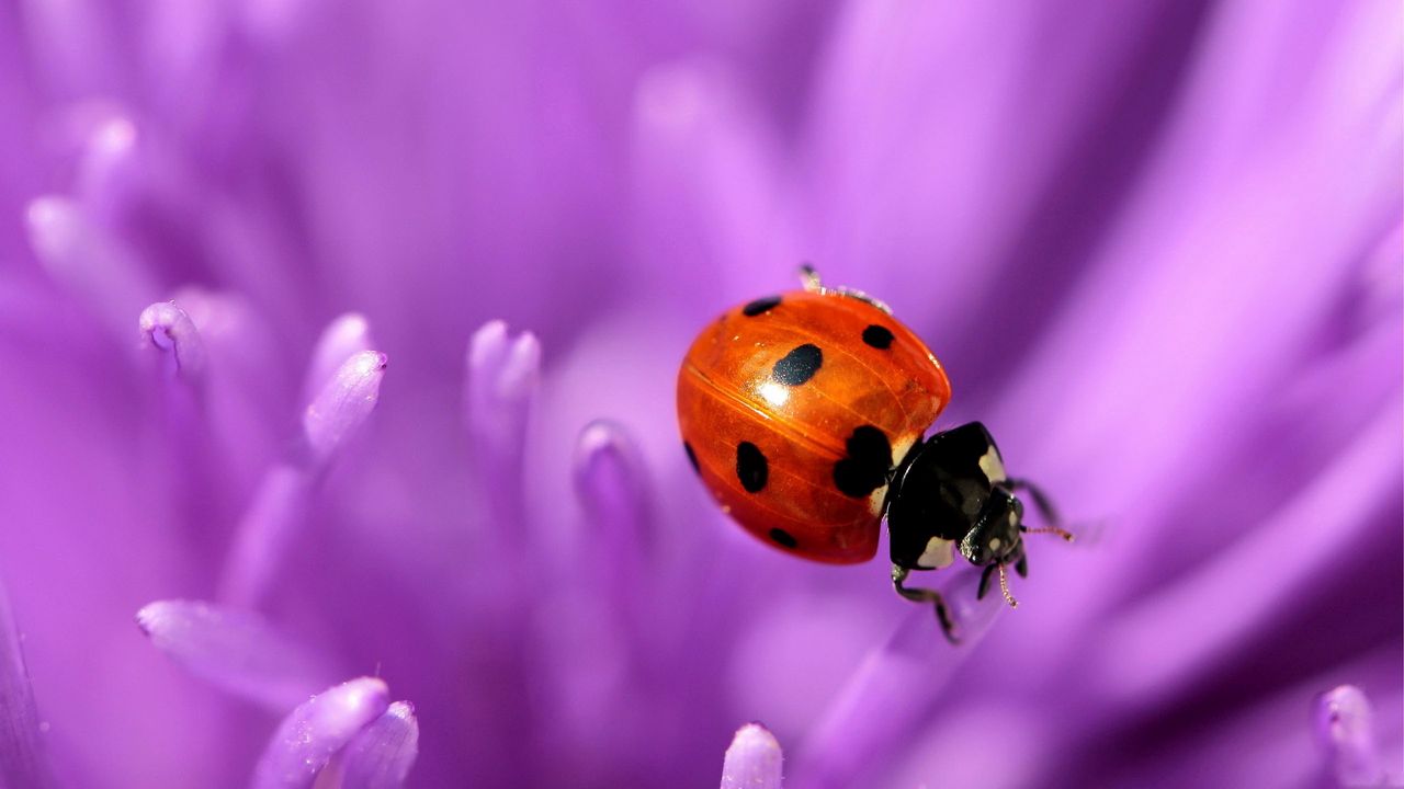 Wallpaper ladybird, flower, purple, surface