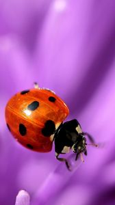 Preview wallpaper ladybird, flower, purple, surface