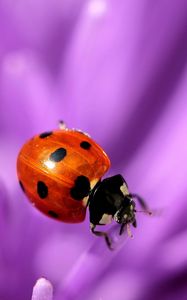 Preview wallpaper ladybird, flower, purple, surface