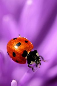 Preview wallpaper ladybird, flower, purple, surface