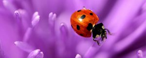 Preview wallpaper ladybird, flower, purple, surface