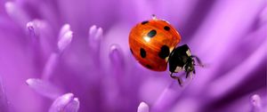 Preview wallpaper ladybird, flower, purple, surface