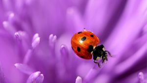 Preview wallpaper ladybird, flower, purple, surface