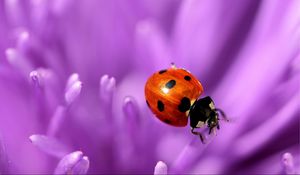 Preview wallpaper ladybird, flower, purple, surface