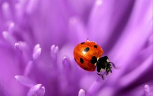 Preview wallpaper ladybird, flower, purple, surface