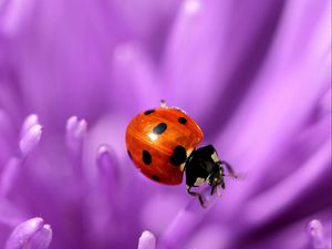 Preview wallpaper ladybird, flower, purple, surface