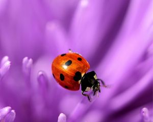 Preview wallpaper ladybird, flower, purple, surface