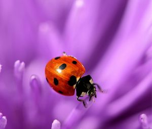 Preview wallpaper ladybird, flower, purple, surface