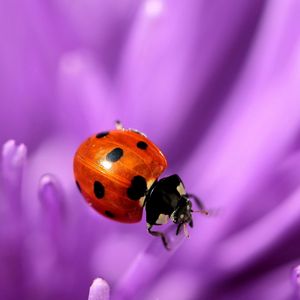 Preview wallpaper ladybird, flower, purple, surface