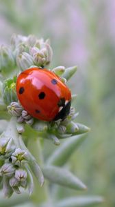 Preview wallpaper ladybird, grass, crawling, insect, stains