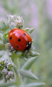 Preview wallpaper ladybird, grass, crawling, insect, stains