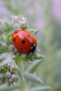 Preview wallpaper ladybird, grass, crawling, insect, stains