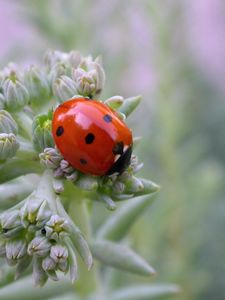 Preview wallpaper ladybird, grass, crawling, insect, stains