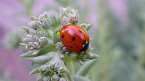 Preview wallpaper ladybird, grass, crawling, insect, stains