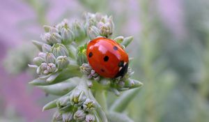 Preview wallpaper ladybird, grass, crawling, insect, stains