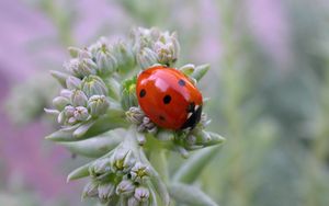 Preview wallpaper ladybird, grass, crawling, insect, stains