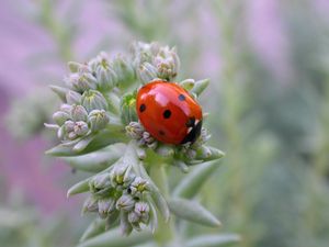 Preview wallpaper ladybird, grass, crawling, insect, stains