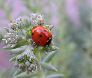 Preview wallpaper ladybird, grass, crawling, insect, stains