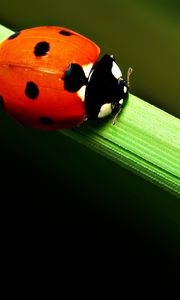 Preview wallpaper ladybird, grass, crawling, spots