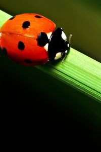 Preview wallpaper ladybird, grass, crawling, spots