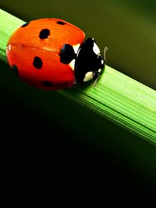 Preview wallpaper ladybird, grass, crawling, spots