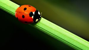 Preview wallpaper ladybird, grass, crawling, spots