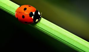 Preview wallpaper ladybird, grass, crawling, spots