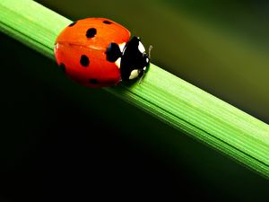 Preview wallpaper ladybird, grass, crawling, spots