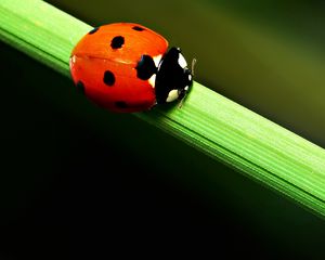 Preview wallpaper ladybird, grass, crawling, spots