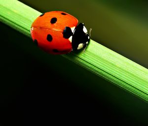 Preview wallpaper ladybird, grass, crawling, spots