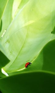 Preview wallpaper ladybird, grass, crawling, insects, herbs