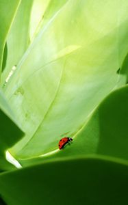 Preview wallpaper ladybird, grass, crawling, insects, herbs