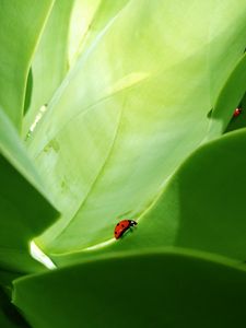 Preview wallpaper ladybird, grass, crawling, insects, herbs