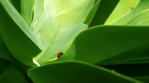 Preview wallpaper ladybird, grass, crawling, insects, herbs