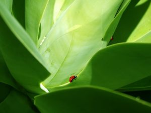 Preview wallpaper ladybird, grass, crawling, insects, herbs