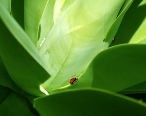 Preview wallpaper ladybird, grass, crawling, insects, herbs