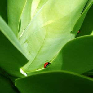 Preview wallpaper ladybird, grass, crawling, insects, herbs