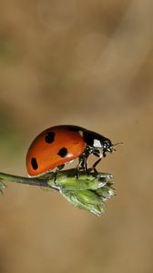 Preview wallpaper ladybird, grass, flying, insect