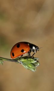 Preview wallpaper ladybird, grass, flying, insect