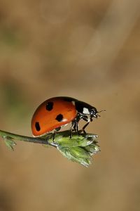 Preview wallpaper ladybird, grass, flying, insect