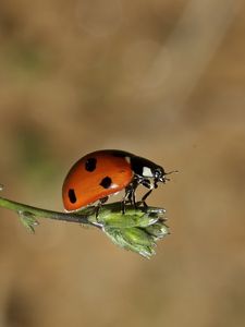 Preview wallpaper ladybird, grass, flying, insect