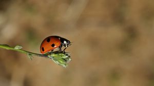 Preview wallpaper ladybird, grass, flying, insect