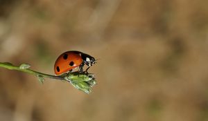 Preview wallpaper ladybird, grass, flying, insect