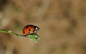 Preview wallpaper ladybird, grass, flying, insect