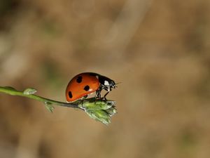 Preview wallpaper ladybird, grass, flying, insect